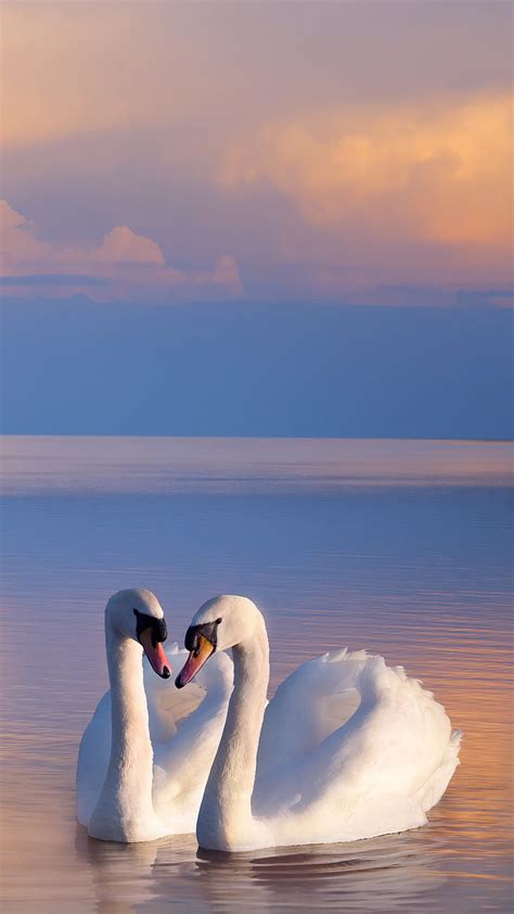 Swan love, HD phone wallpaper | Peakpx