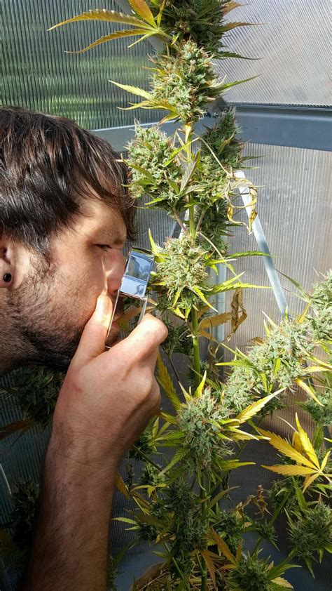 How to Harvest, Dry, Trim, Cure, & Store Homegrown Cannabis: The Ultimate Guide ~ Homestead and ...