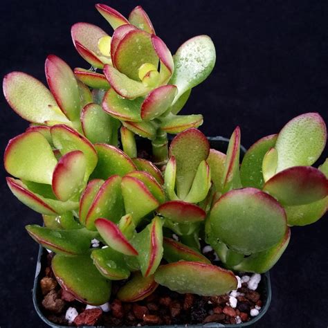 Crassula ovata jade dollar tree money plant – Planet Desert