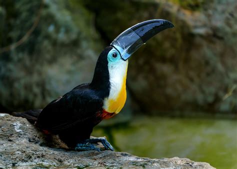 Channel billed toucan 9711282 Stock Photo at Vecteezy