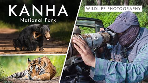 Wildlife Photography in Kanha National Park - Best In Photography