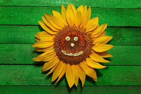 Sunflower with a Funny Face and Sunglasses Stock Photo - Image of blossom, sunflower: 138522404