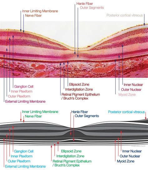 [Figure, Retina and macula histology. Contributed...] - StatPearls ...