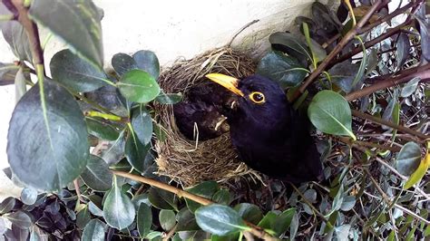 Blackbirds Nesting - YouTube