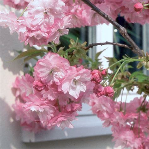 Martha A. Jennings: Dwarf Flowering Cherry Almond Tree / Prunus ...