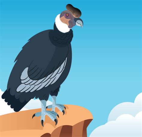 Andean Condor Illustrations Illustrations, Royalty-Free Vector Graphics ...