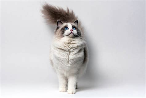 Ragdoll Cat Breed Profile | Cat-World