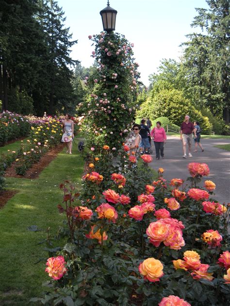 TRAVELS WITH MY DOG » International Rose Test Gardens | Rose garden portland, Beautiful gardens ...