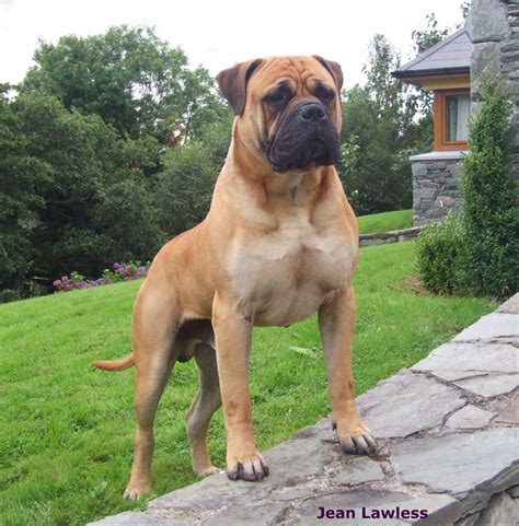 Bull Mastiff Bull Mastiff Dogs, Mastiff Breeds, Bull Terriers, Terrier Mix, Giant Dogs, Big Dogs ...