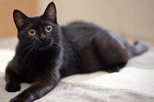 Black cats: separating the myths from the facts | Petplan