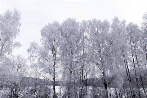 Photographed winter forest 9510242 Stock Photo at Vecteezy