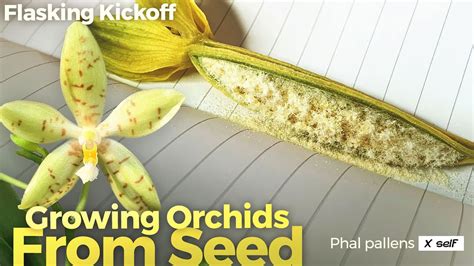 Can Orchids Be Grown From Seeds