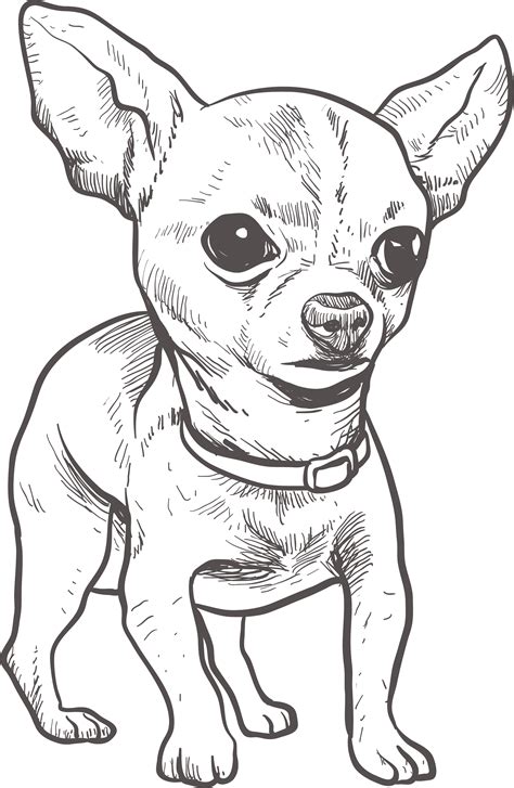 Chihuahua Drawing - Cute Puppy Art