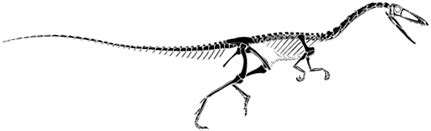 Coelophysis skeleton