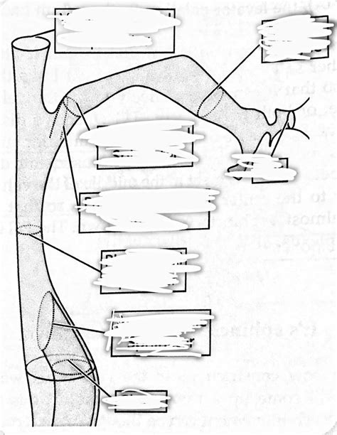 vocal tract Diagram | Quizlet