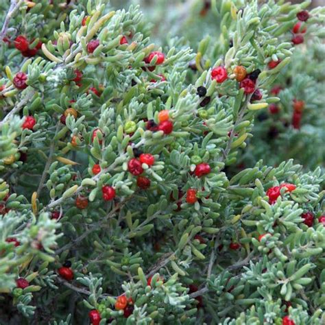 Enchylaena tomentosa - Ruby Saltbush, Barrier Saltbush seeds x25 - Ole ...