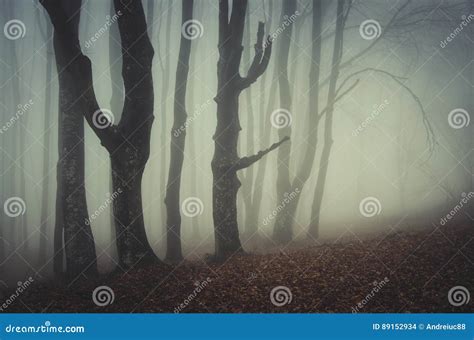 Mysterious Scary Forest with Fog Stock Photo - Image of gloomy, haze: 89152934