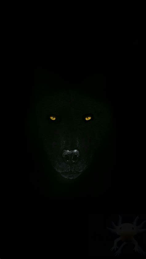 Black Wolf Wallpapers - 4k, HD Black Wolf Backgrounds on WallpaperBat