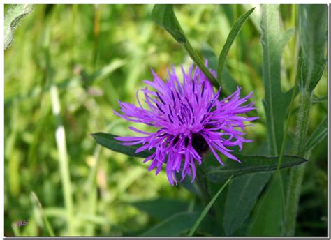 Purple Flower - Thistle or Knapweed