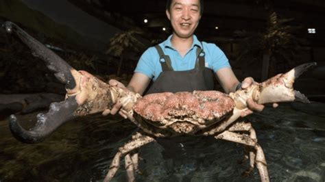 The Tasmanian Giant Crab is the king of crabs - Discvr.blog