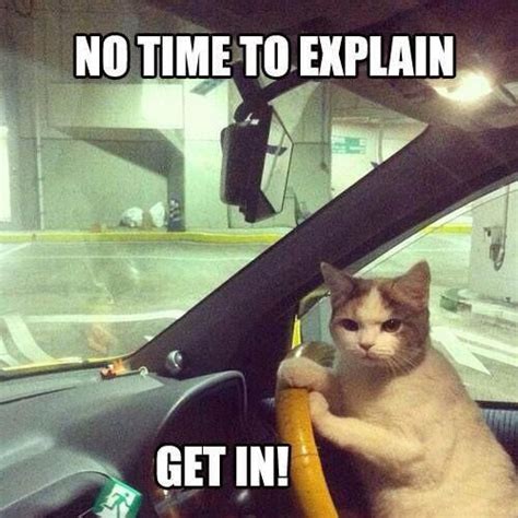 Cat driving a get away car | Kitten pictures, Funny cat pictures, Cats