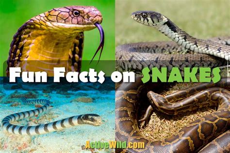 Fun Facts On Snakes: Discover Interesting Facts About Snakes