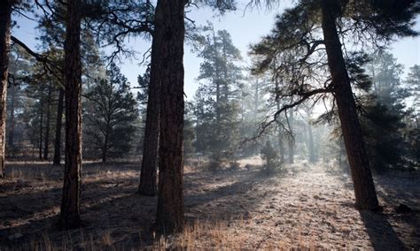 Kaibab National Forest in Arizona - AllTrips