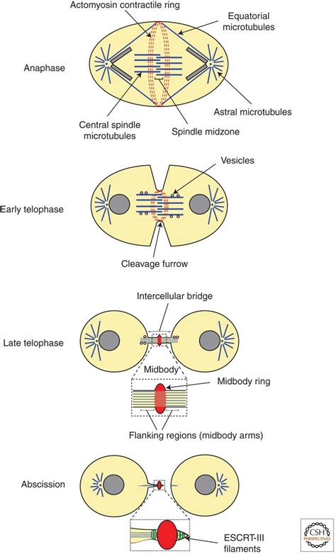 Cytokinesis in Animal Cells