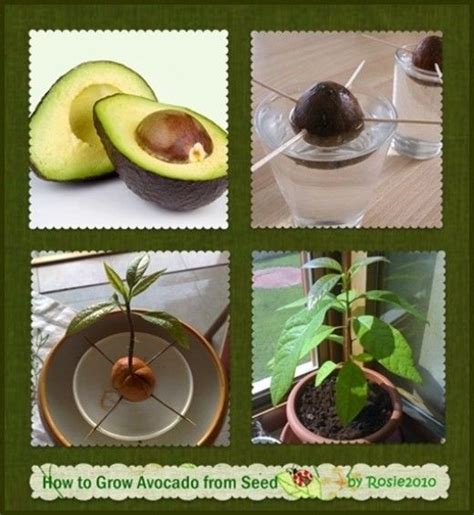 How to Grow Avocado From Seed or Pit | Plants, Growing an avocado tree ...