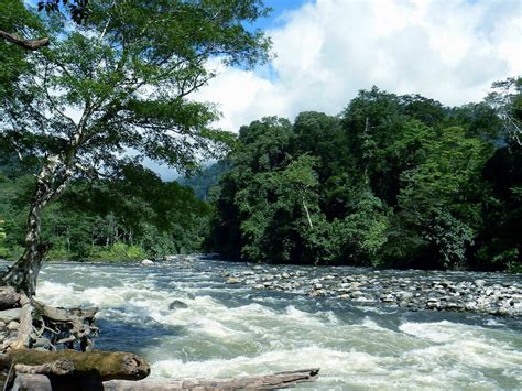 grantnsaipan: Taman Nasional Gunung Leuser Flora Dan Fauna