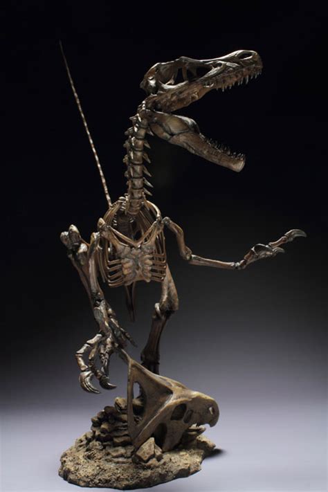 Velociraptor Skeleton