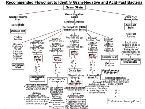 Gram Negative Cocci Flow Chart