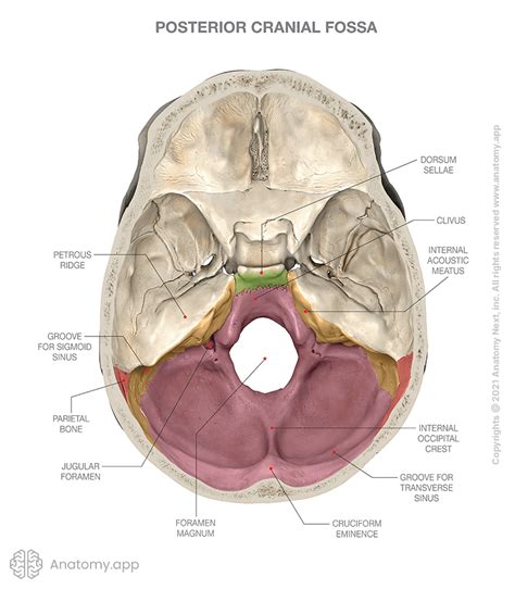 Posterior cranial fossa | Encyclopedia | Anatomy.app | Learn anatomy ...