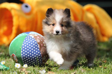 Where to Find Sheltie Puppies Under $500? (2023) - We Love Doodles