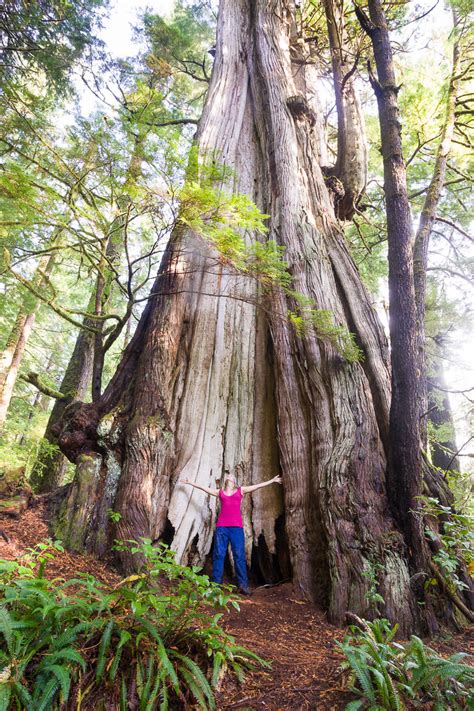 Biggest Trees - Ancient Forest Alliance