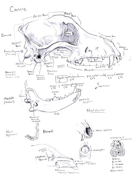 Chuck Does Art: Canine Osteology: Skull