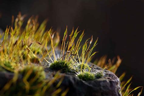 Introducing Mosses and Liverworts in their Habitat – Field Studies Council