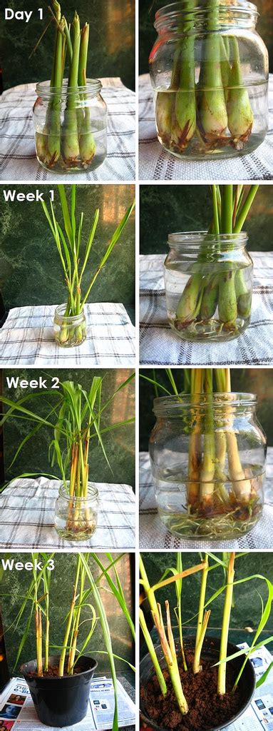 Technique: Grow your own lemongrass • Shaheen Peerbhai