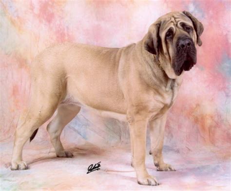 all the world animals: World's Largest Dog - Zorba the English Mastiff