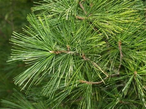 Eastern white pine | The Morton Arboretum