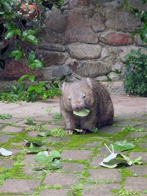 38 best Australia's Cute Animals: Wombats images on Pinterest