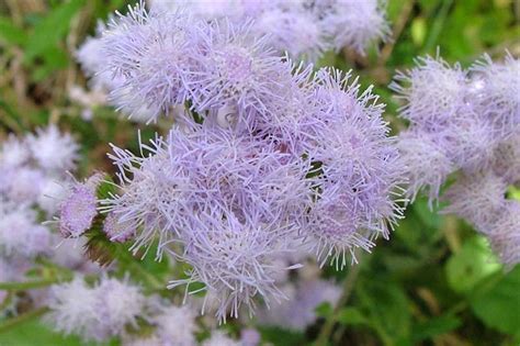 Factsheet - Ageratum houstonianum (Blue Billygoat Weed)