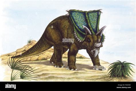 Palaeozoology - Cretaceous period - Dinosaurs - Chasmosaurus - Art work ...