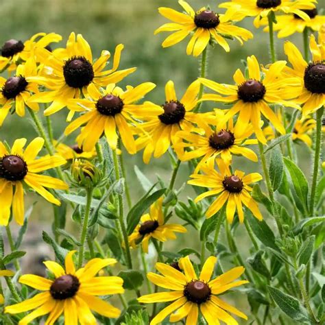 Yellow Coneflower (Echinacea Paradoxa) - 1 large tube - West Greeley ...