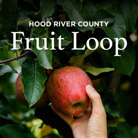 Apple Picking in the Hood River Fruit Loop Oregon