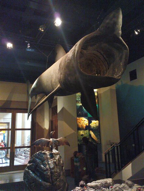 Jack & the basking shark | At the Cardiff National Museum. | Flickr