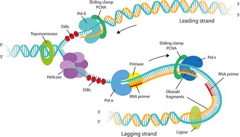 Dna Replication Diagram Labeled