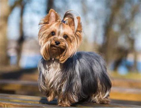 Yorkshire Terrier Colors Blue & Tan - Anything Terrier