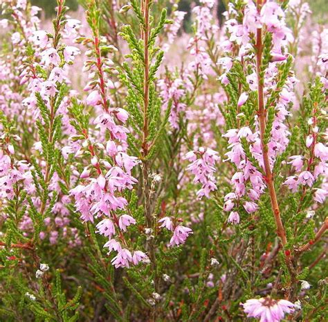 Calluna Vulgaris (Heather) - Burt's Greenhouses