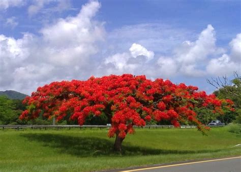 Otto A Piccardo - Arboles floridos en Venezuela:... | Delonix regia ...